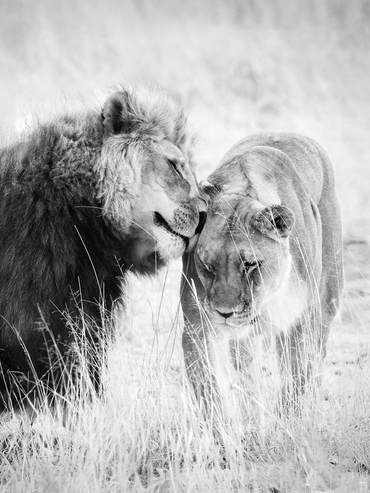 Juliste - A King Only Bows Down to His Queen | Gray