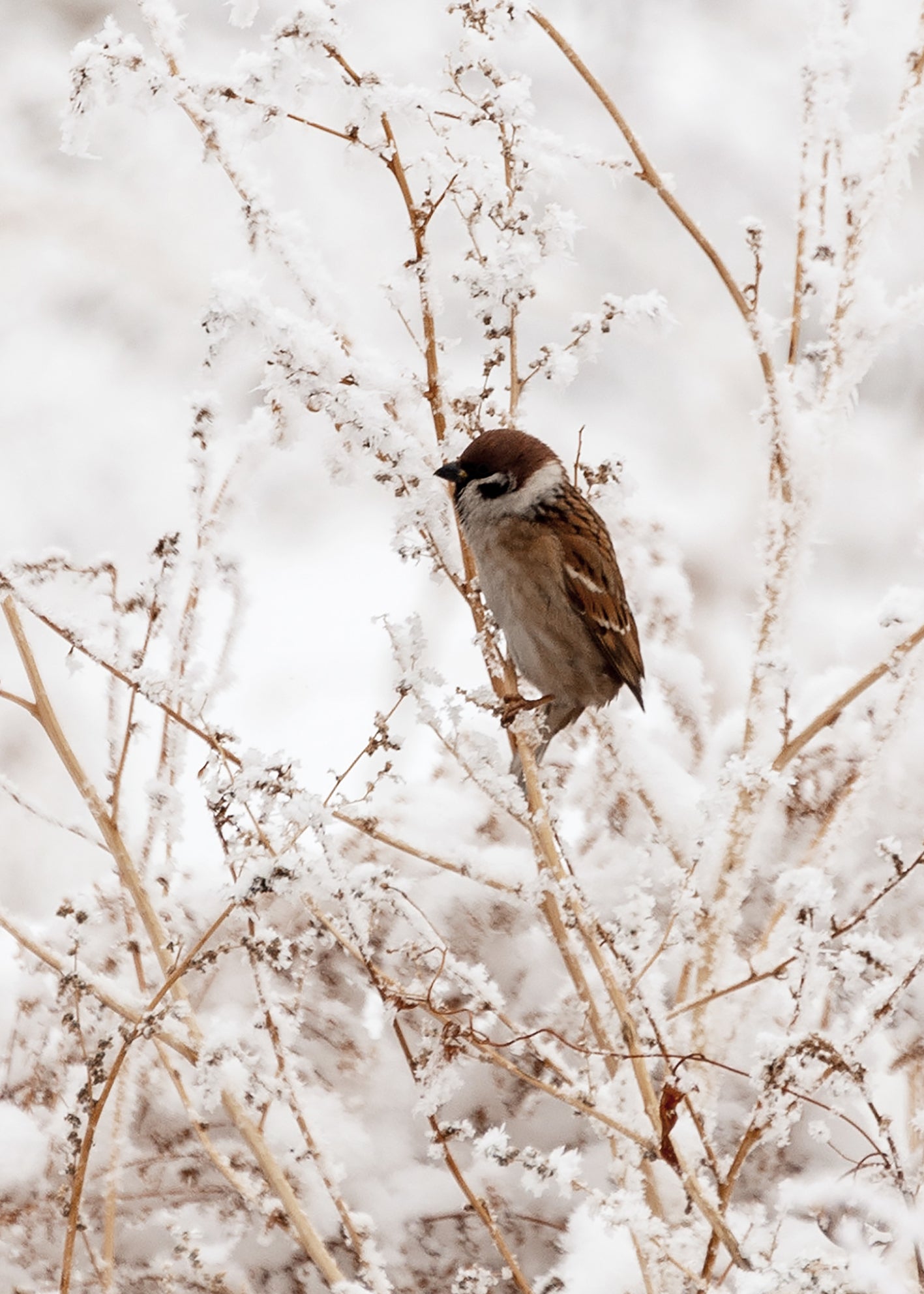 Canvastavla - Sparrows