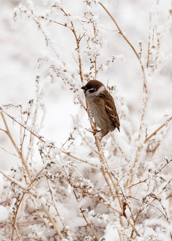 Canvastavla - Sparrows