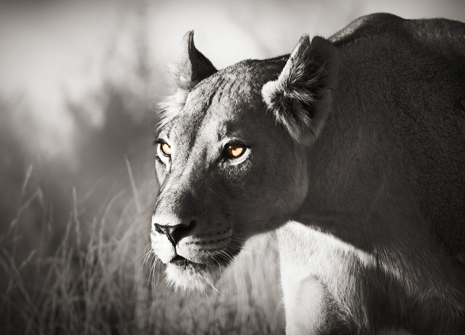 Canvastavla - The hunter