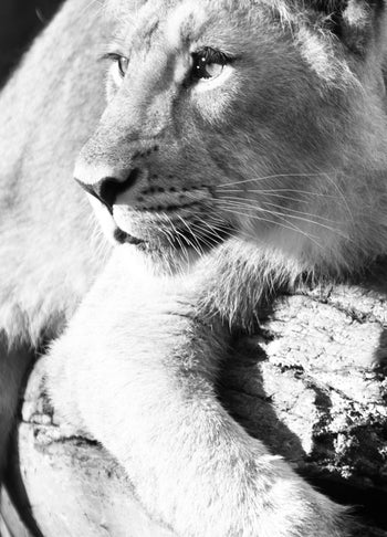 Canvastavla - Lurking lion