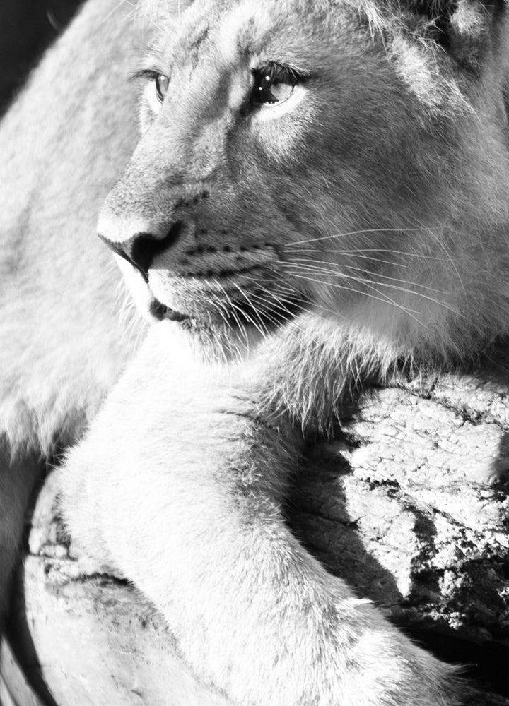 Canvastavla - Lurking lion