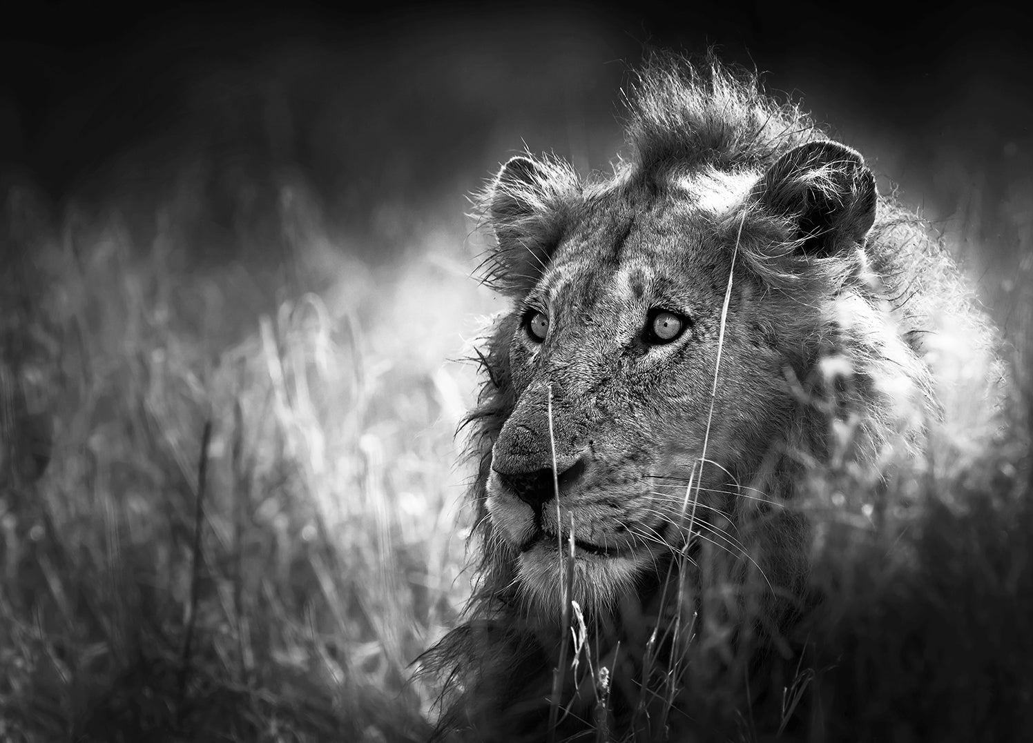 Canvastavla - I see u