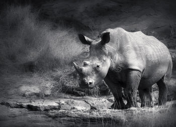 Canvastavla - Rhino in the night