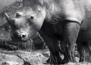 Canvastavla - Rhino in the night