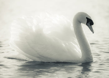Canvastavla - Swan Lake