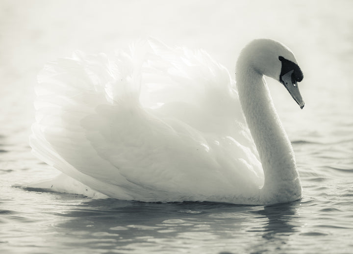Canvastavla - Swan Lake