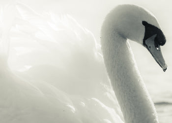 Canvastavla - Swan Lake
