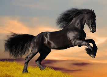Canvastavla - Black beauty