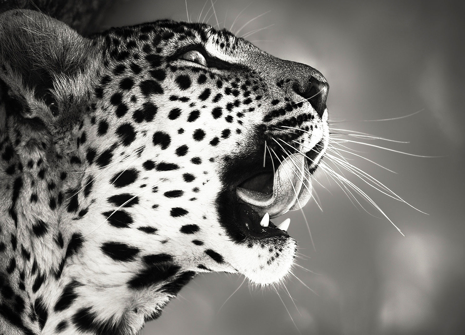 Canvastavla - Hunting
