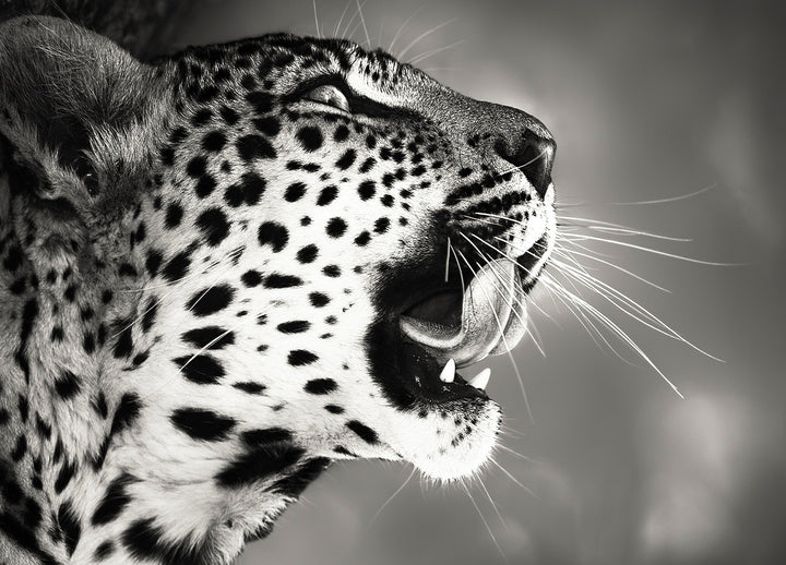 Canvastavla - Hunting