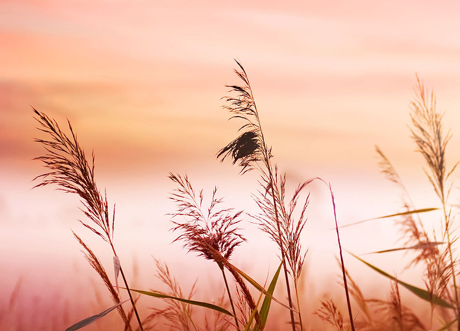 Canvastavla - Warm Meadow