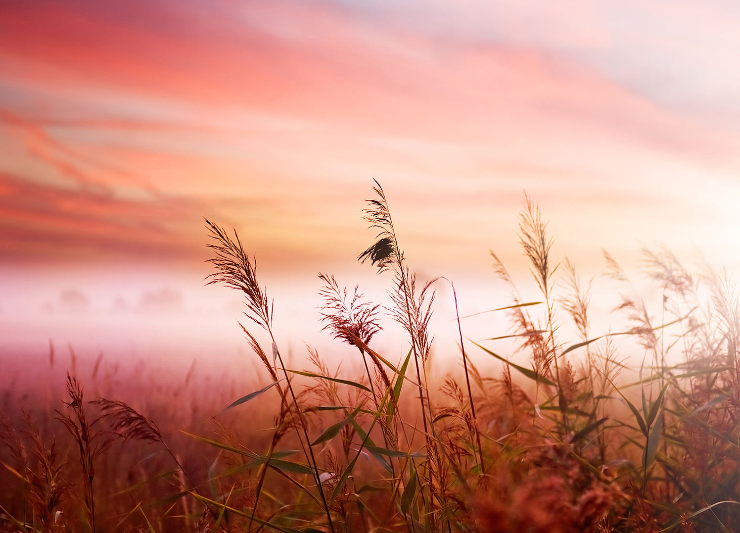 Canvastavla - Warm Meadow