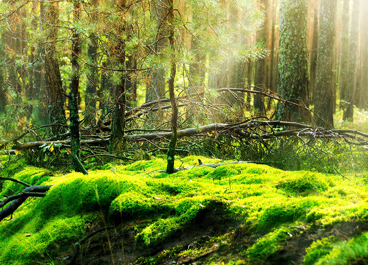 Canvastavla - Grön sommar skog