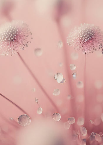 Canvastavla - Flower Lullaby
