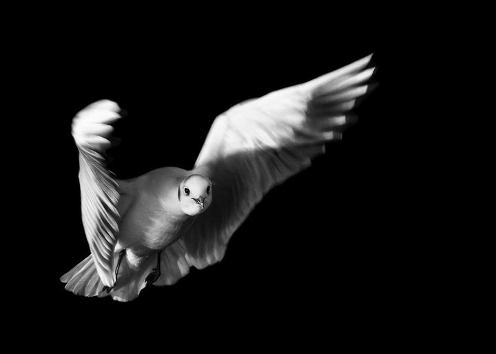 Canvastavla - Flight of Freedom
