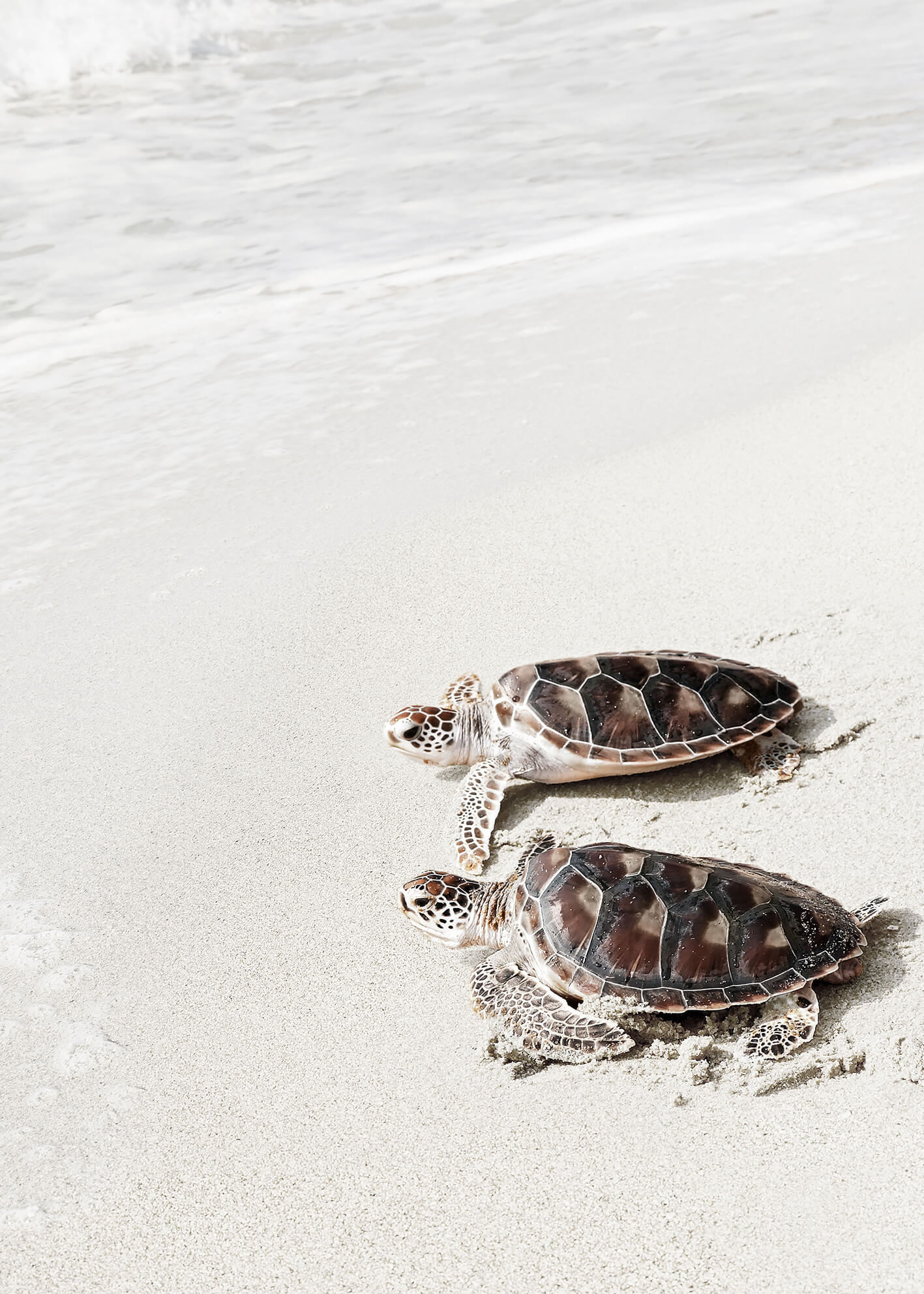 Canvastavla - Turtle on the beach