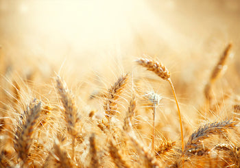 Canvastavla - Golden meadow