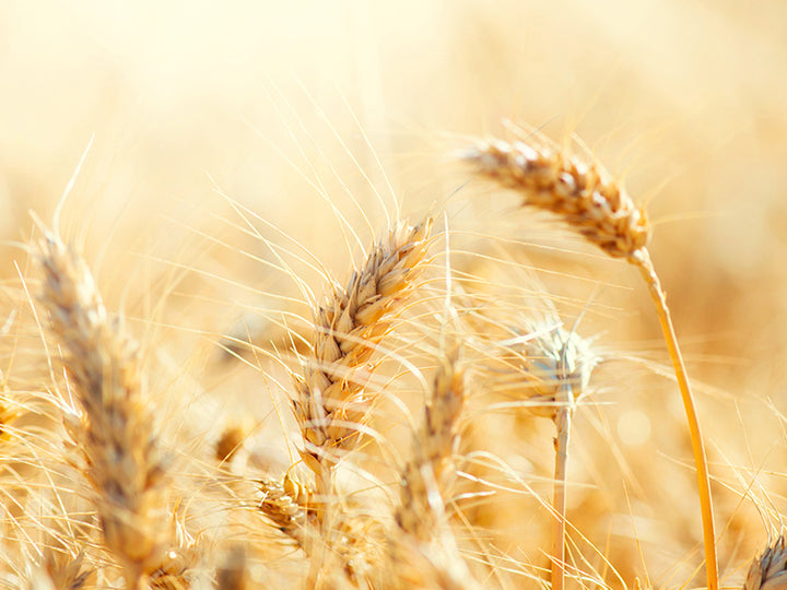 Canvastavla - Golden meadow