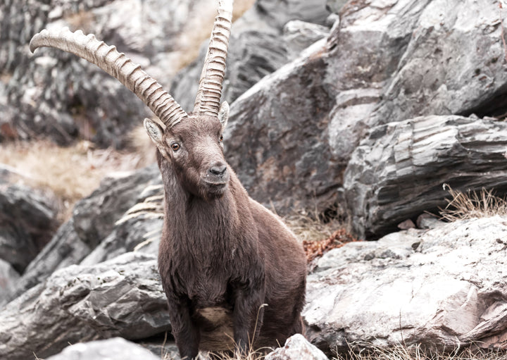 Juliste - Get Ready