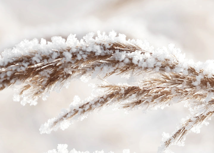 Canvastavla - Grass in Winter
