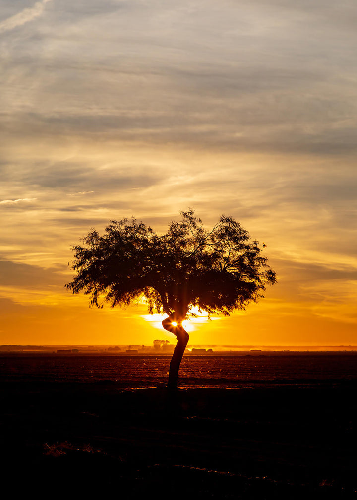 Canvastavla - Sunrise tree