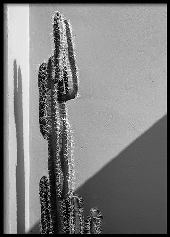 Poster - Cactaceae