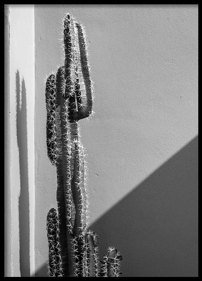 Poster - Cactaceae
