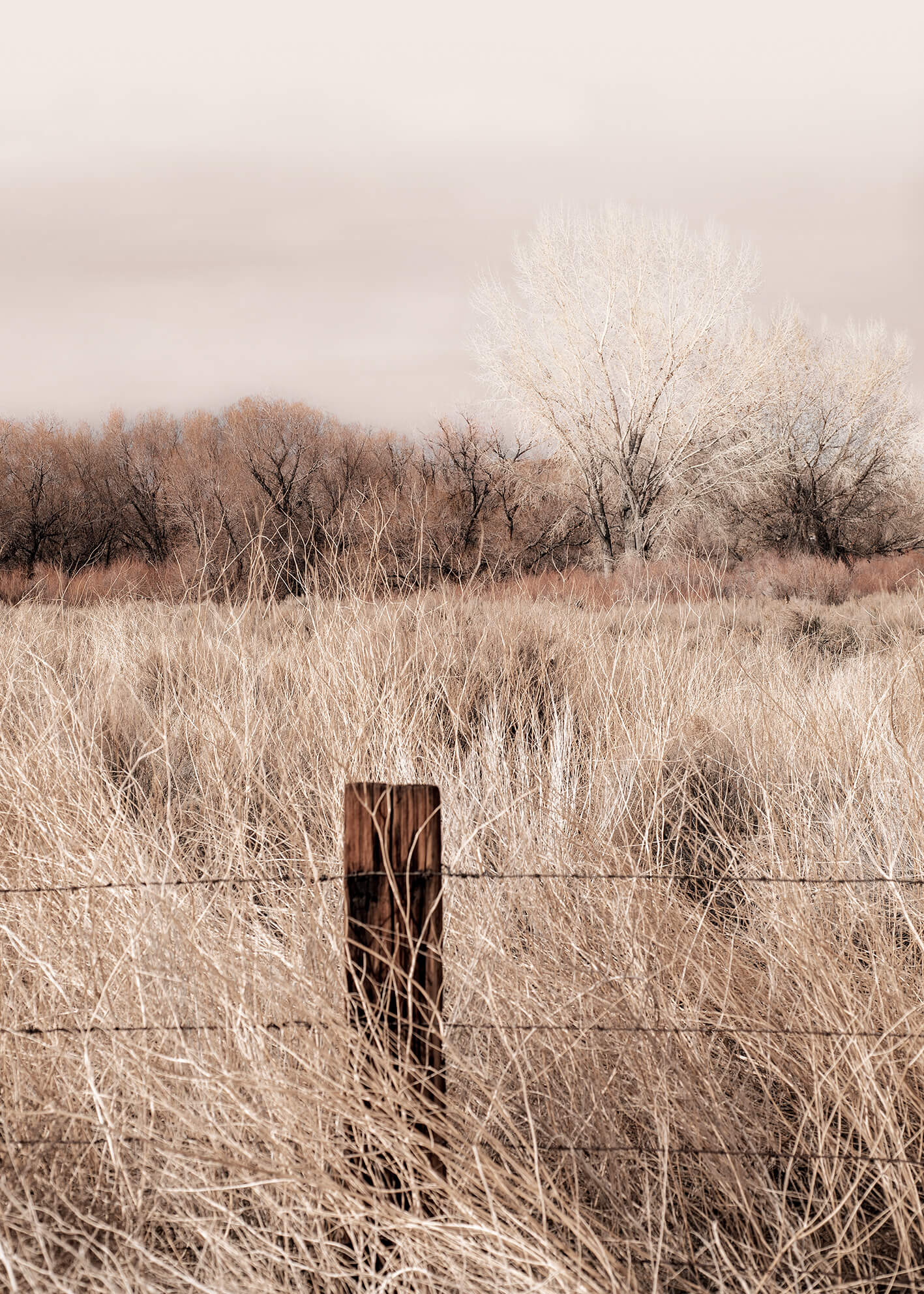 Canvastavla - Nature Grass