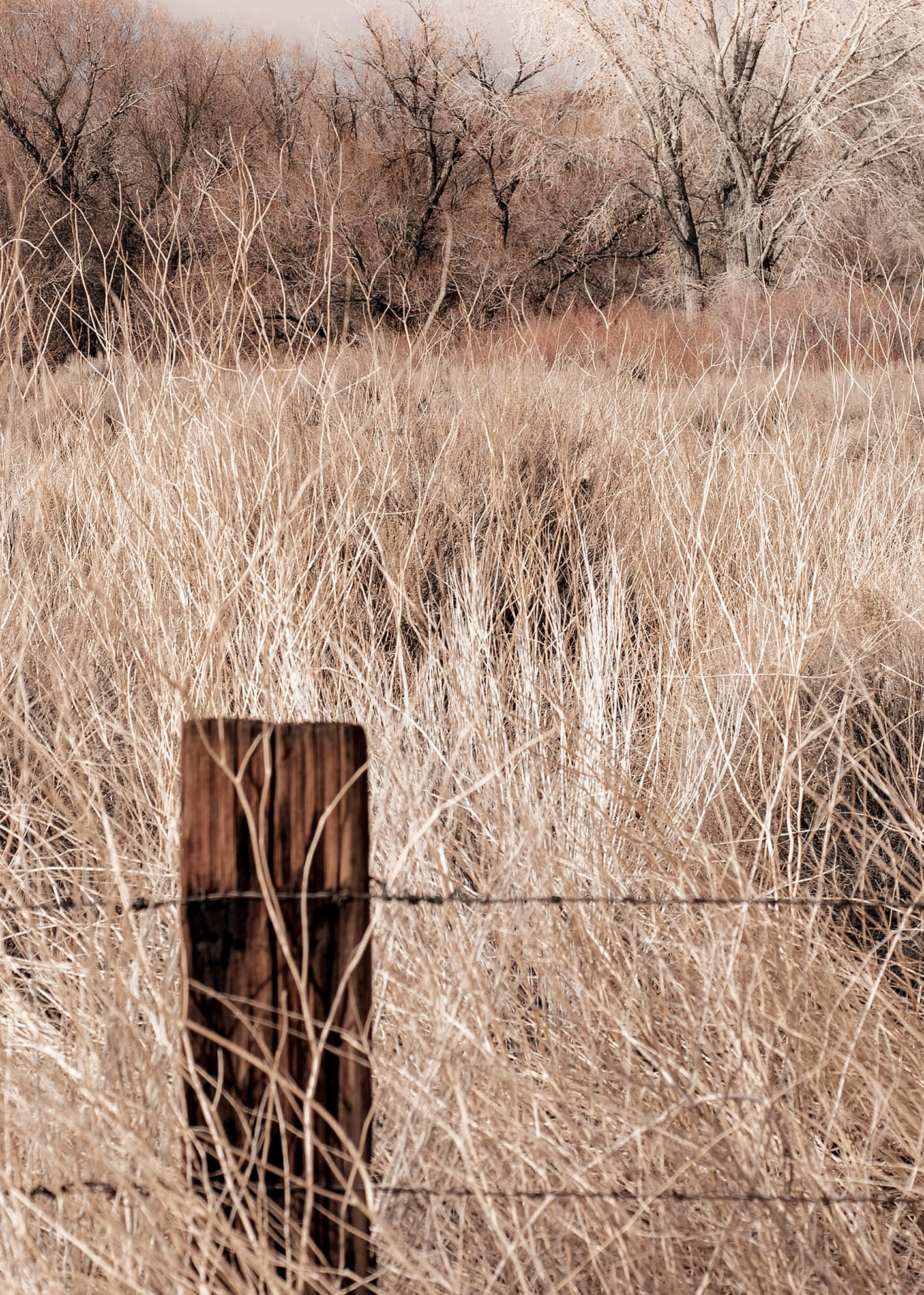Canvastavla - Nature Grass