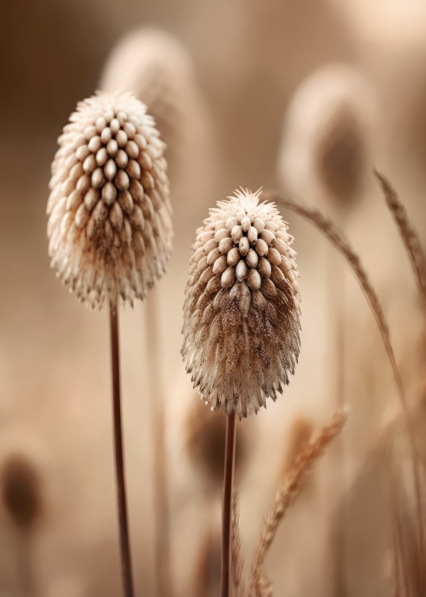 Ljuddämpande tavla - Beige Botanics