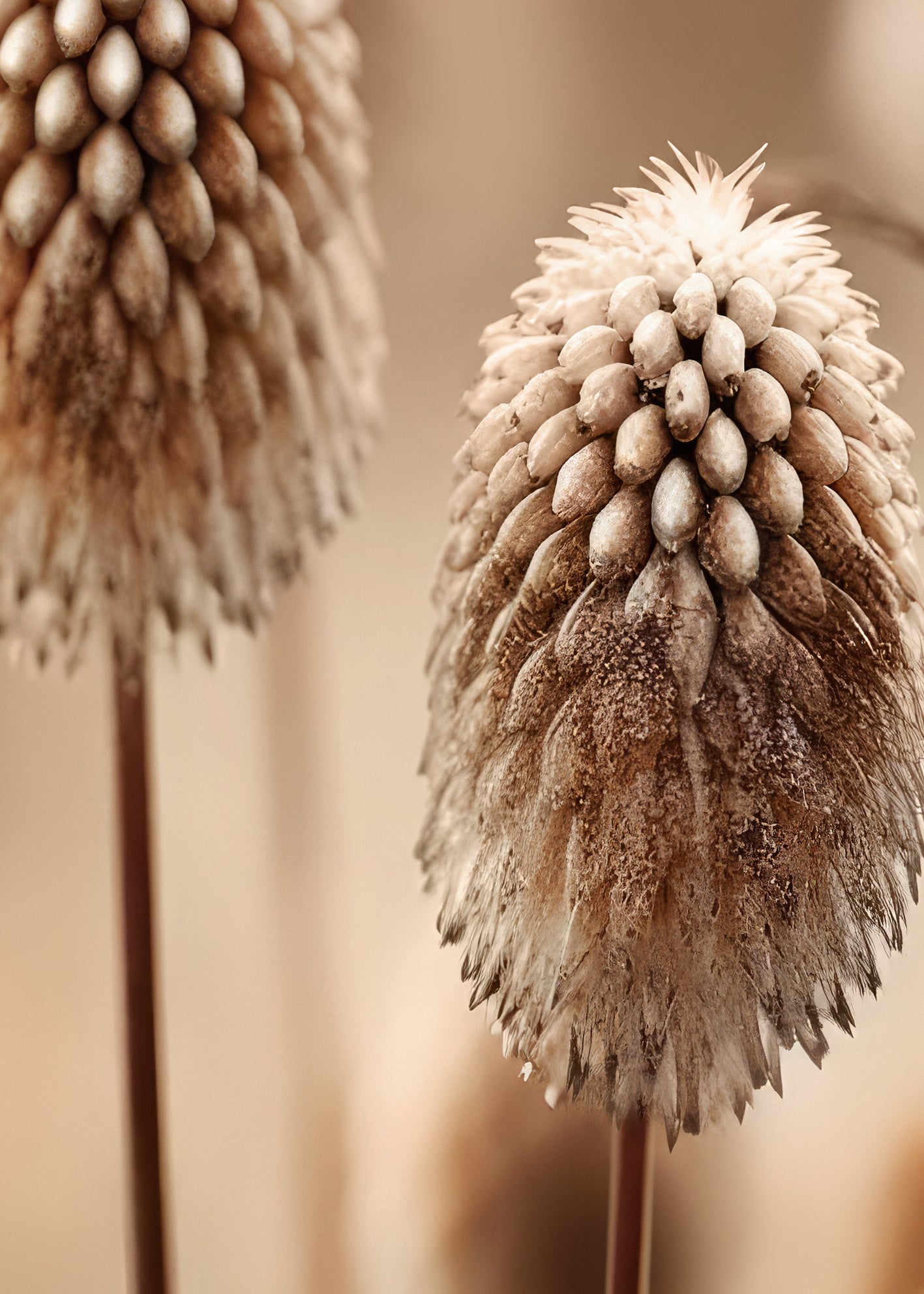 Ljuddämpande tavla - Beige Botanics