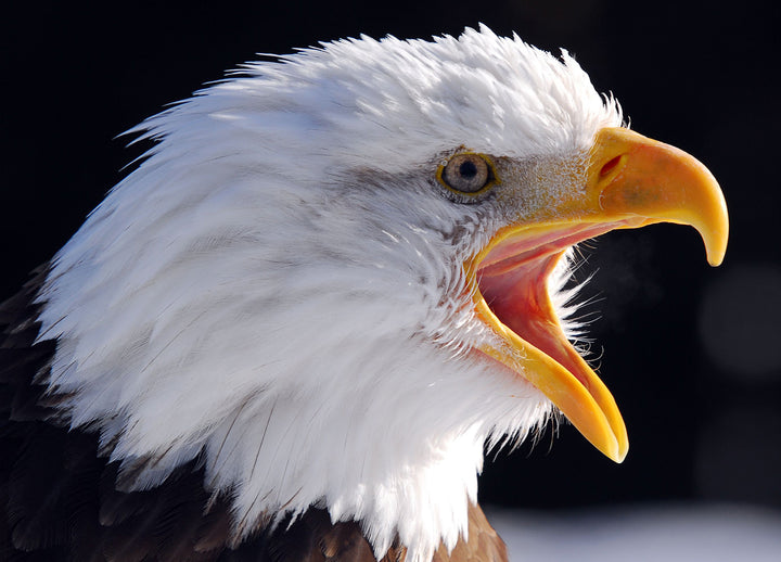 Canvastavla - Eagle