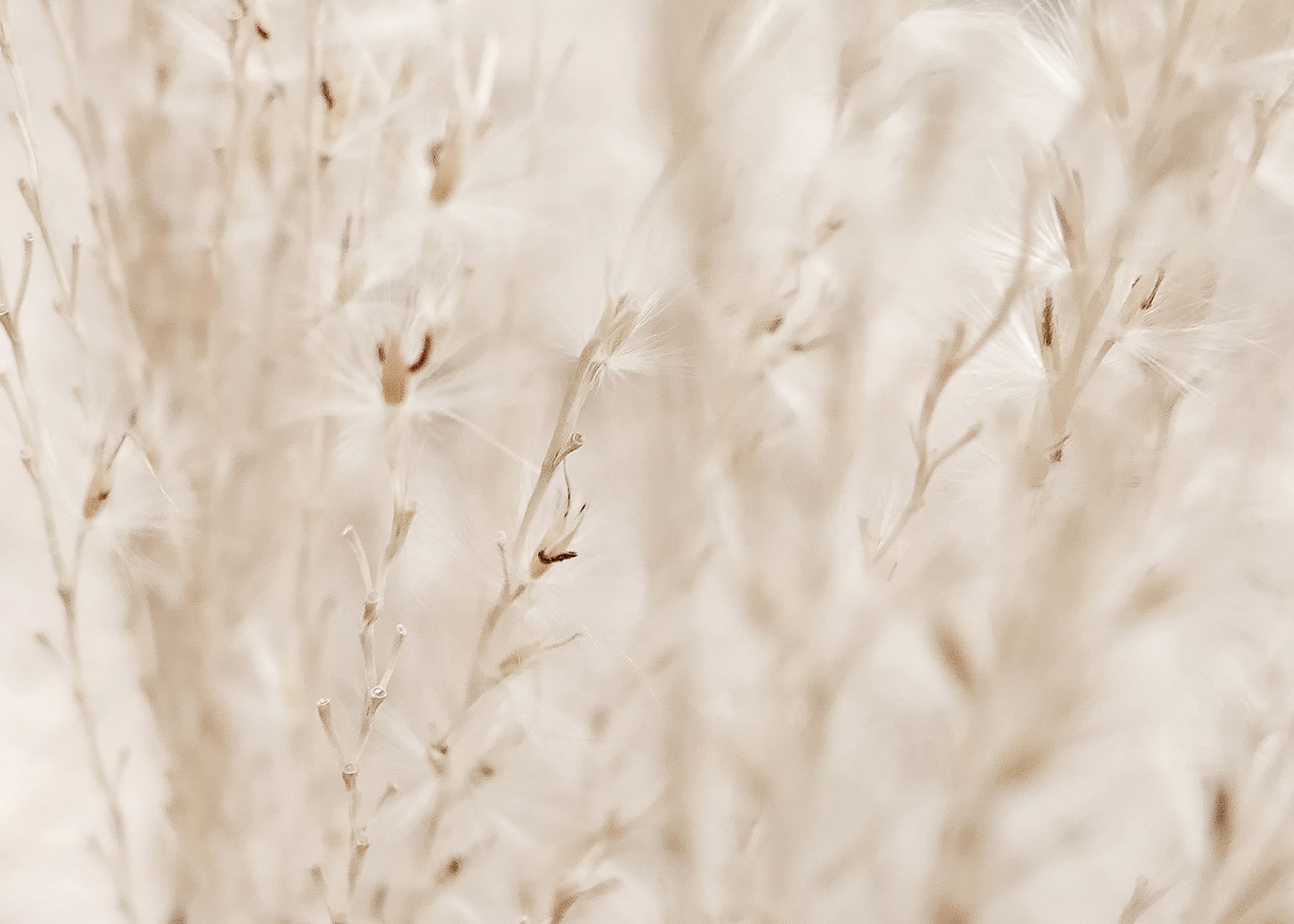 Canvastavla - Autumn Fields