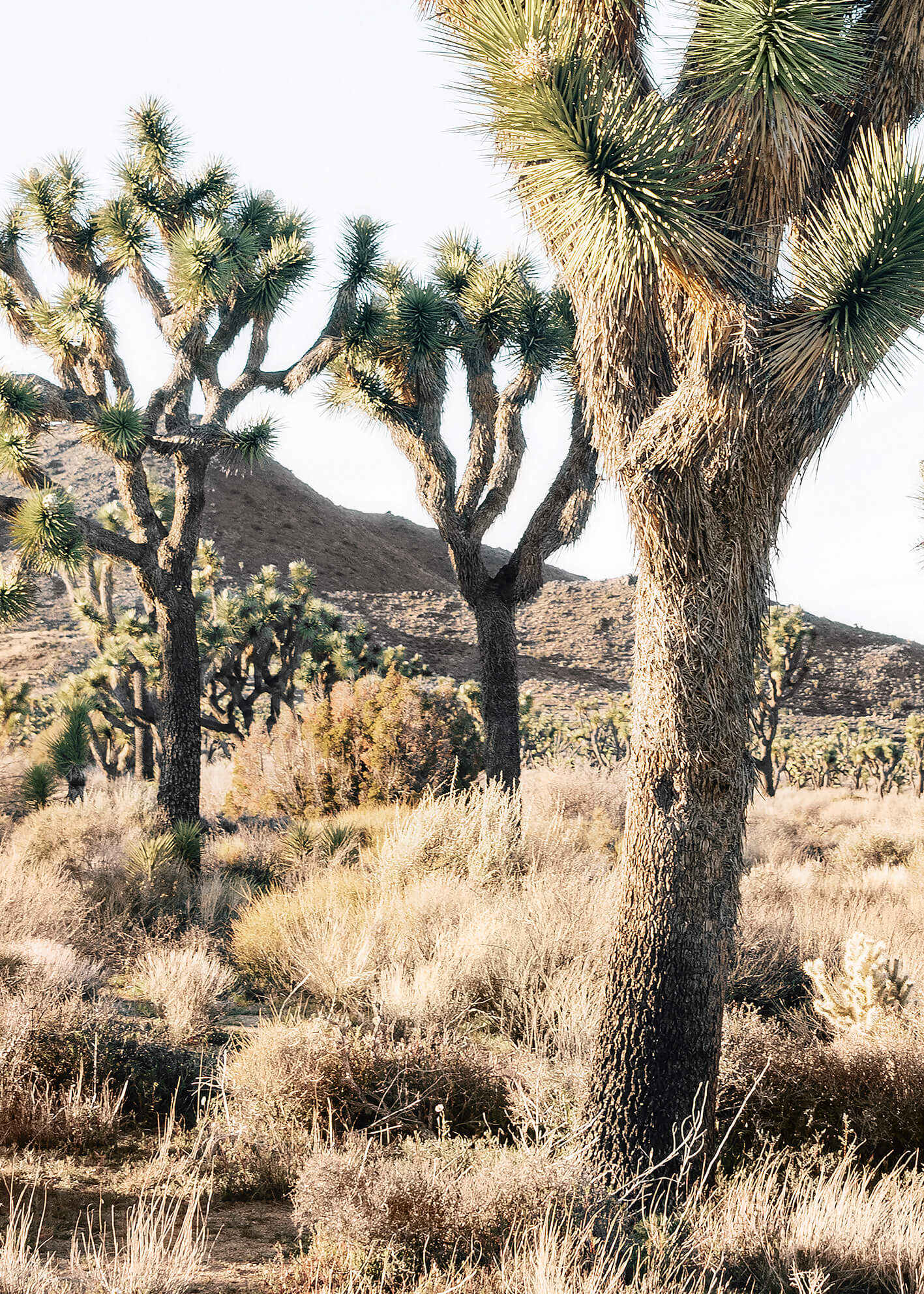 Canvastavla - Joshua trees in the desert