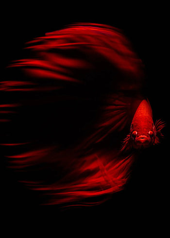 Canvastavla - The Red Whisper