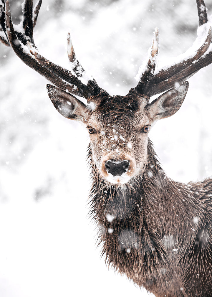 Juliste - Eye Contact
