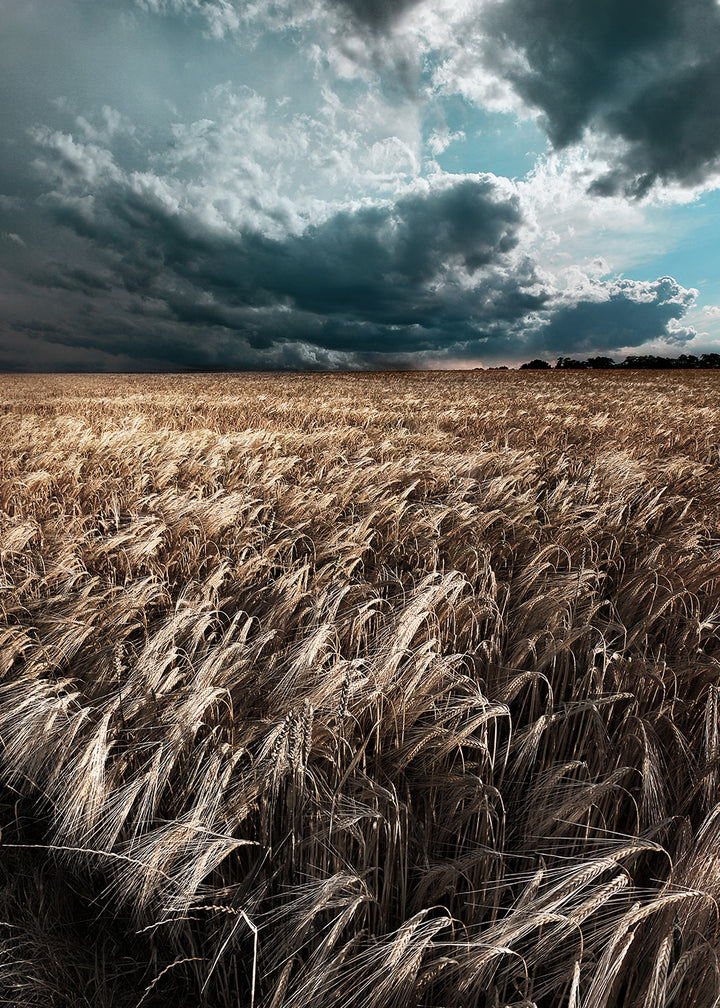 Juliste - Field
