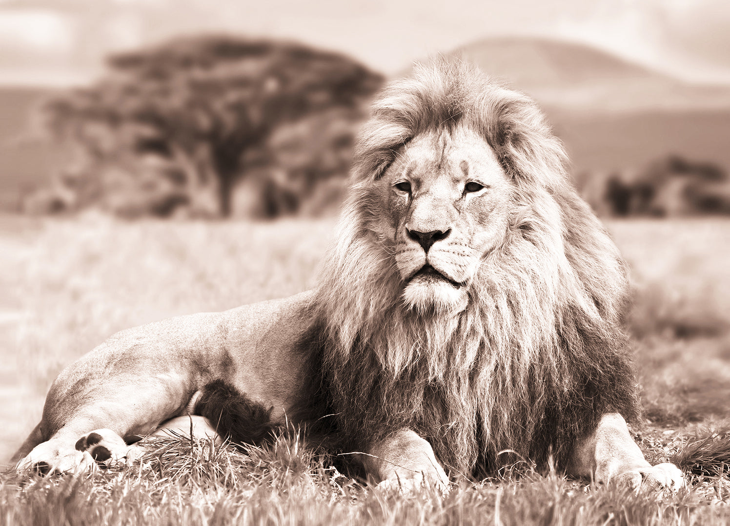 Canvastavla - Lion Sepia