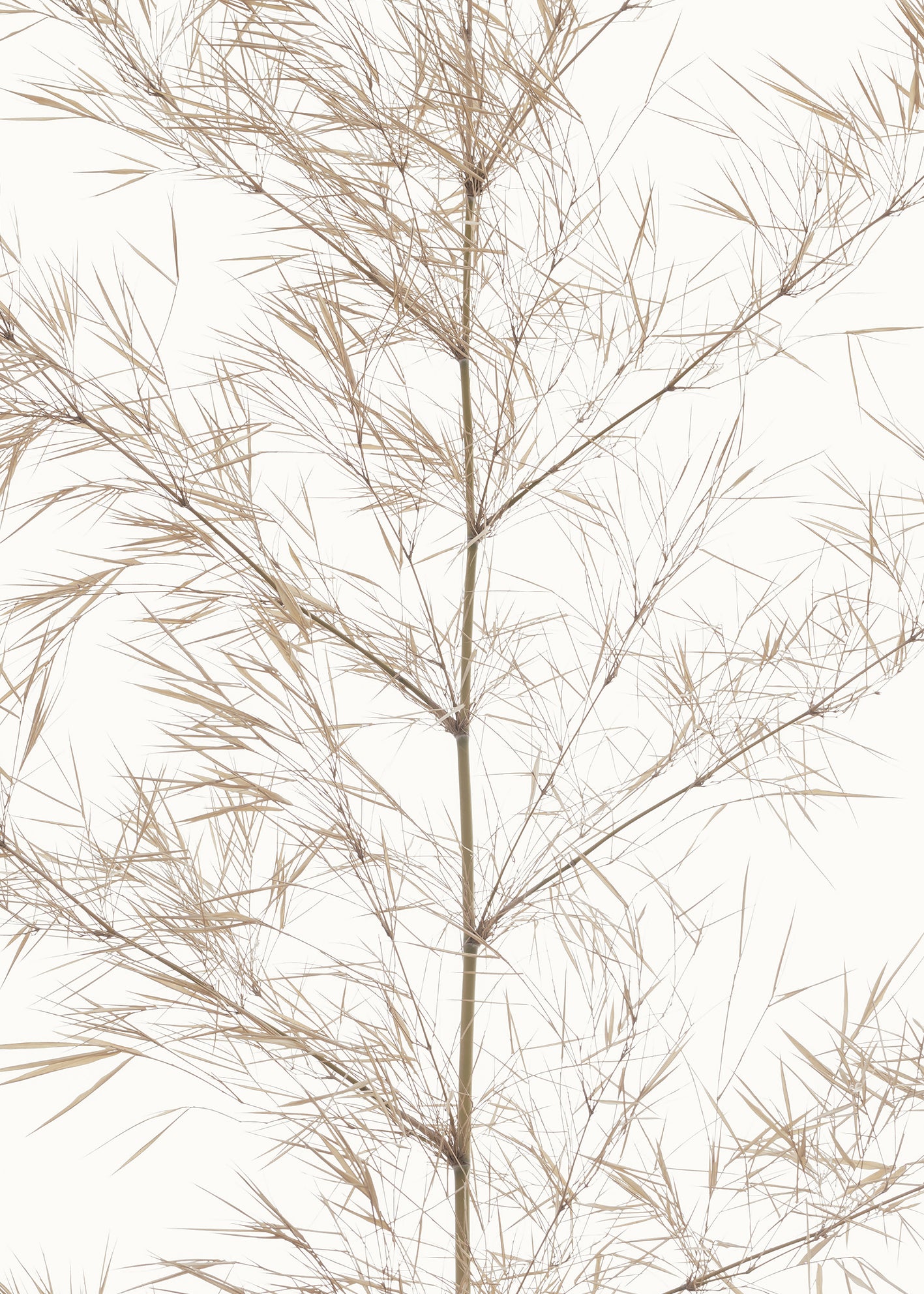 Canvastavla - Dried Bamboo