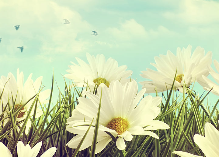 Canvastavla - Daisies