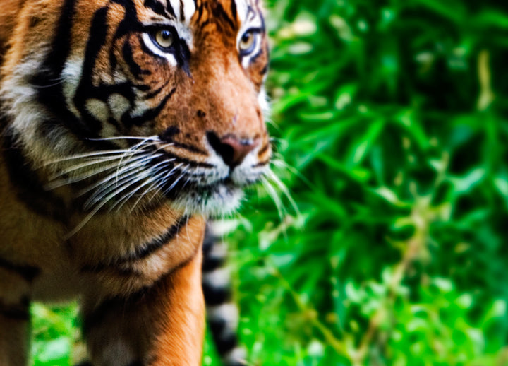 Canvastavla - Tiger