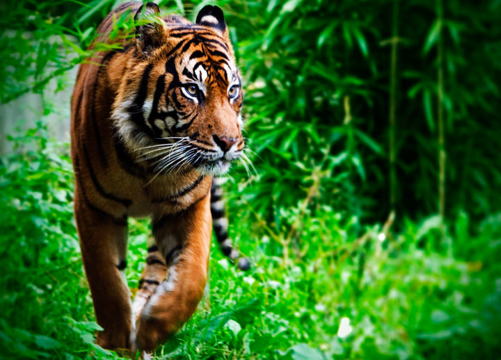 Canvastavla - Tiger