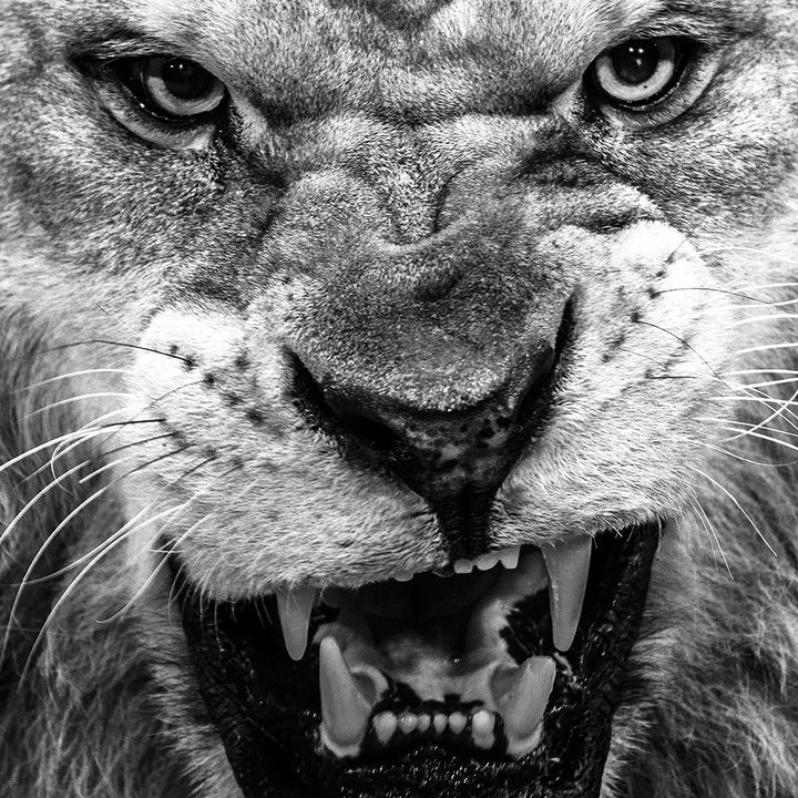 Canvastavla - Lion