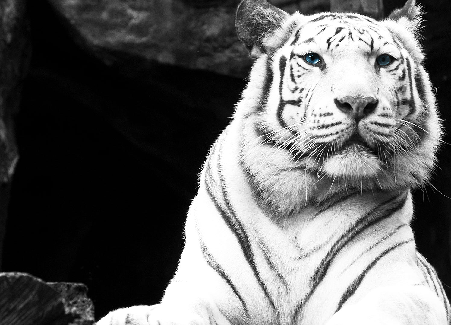 Canvastavla - White Tiger