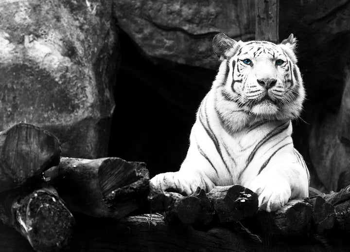 Canvastavla - White Tiger