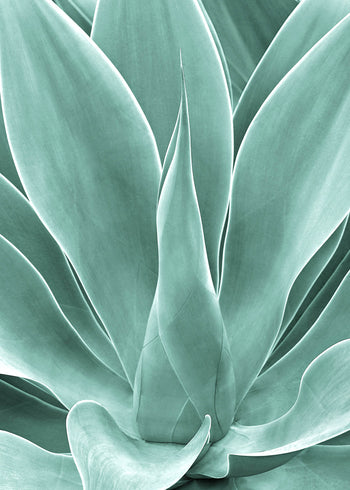 Canvastavla - Agave