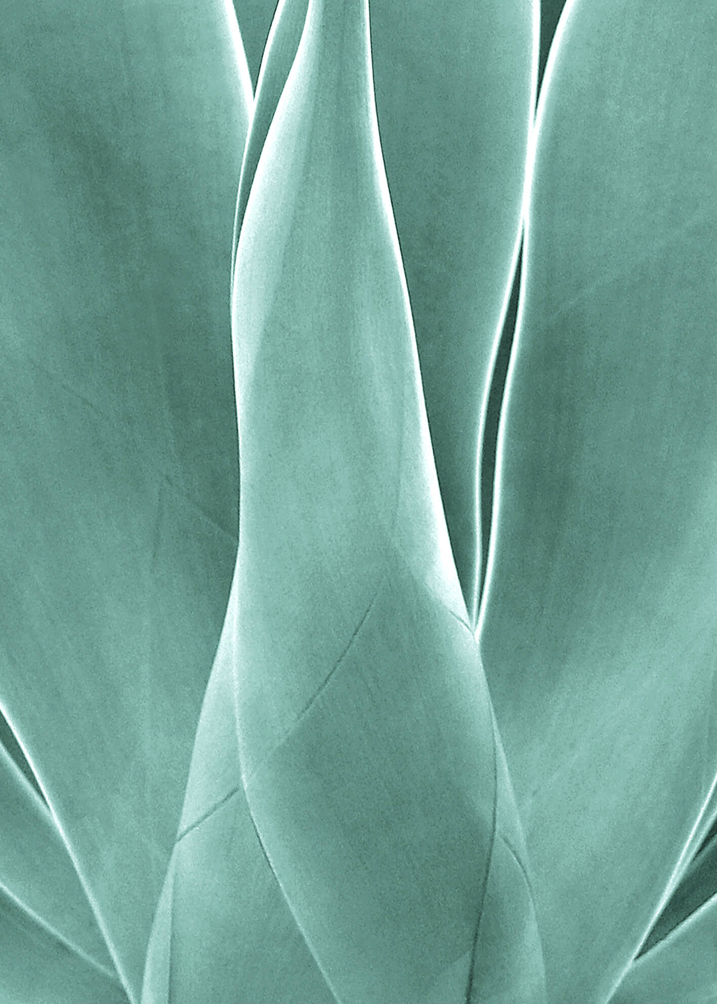 Canvastavla - Agave