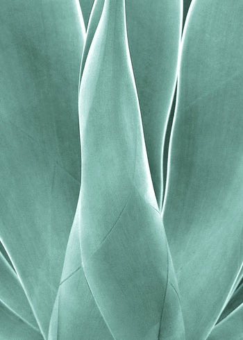Canvastavla - Agave