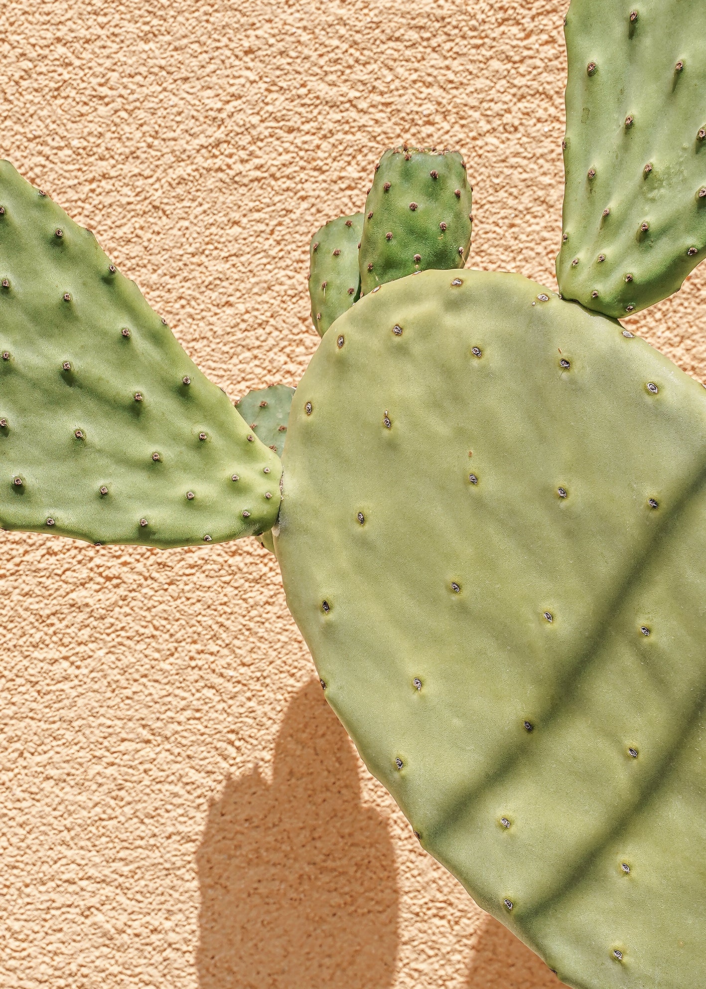 Canvastavla - Cactus Shadow